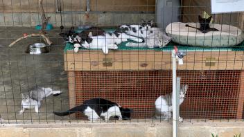 photo of cats in a cage
