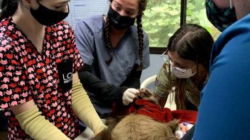 photo of vet students operating on an animal