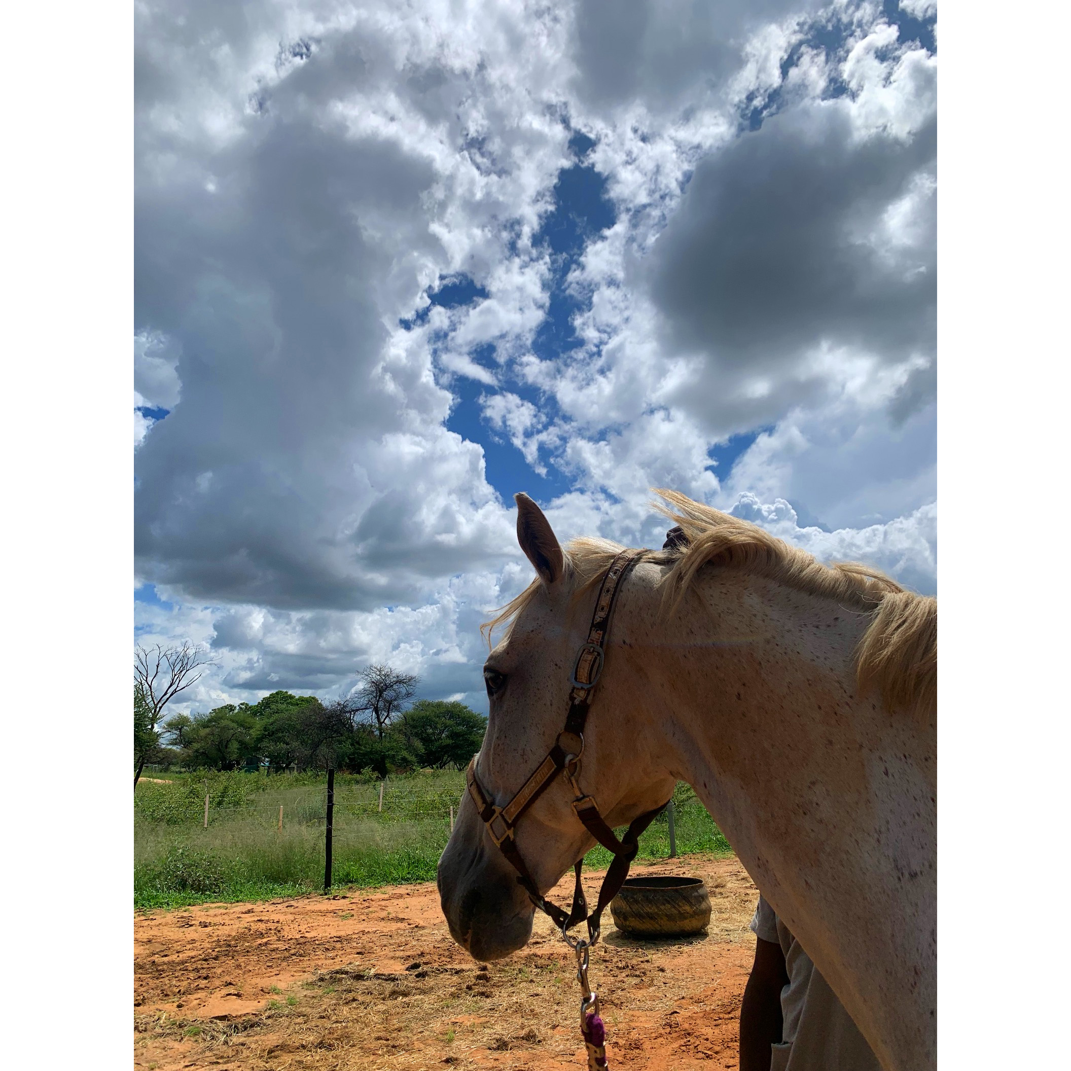 Photo of a horse with clouds in the background.