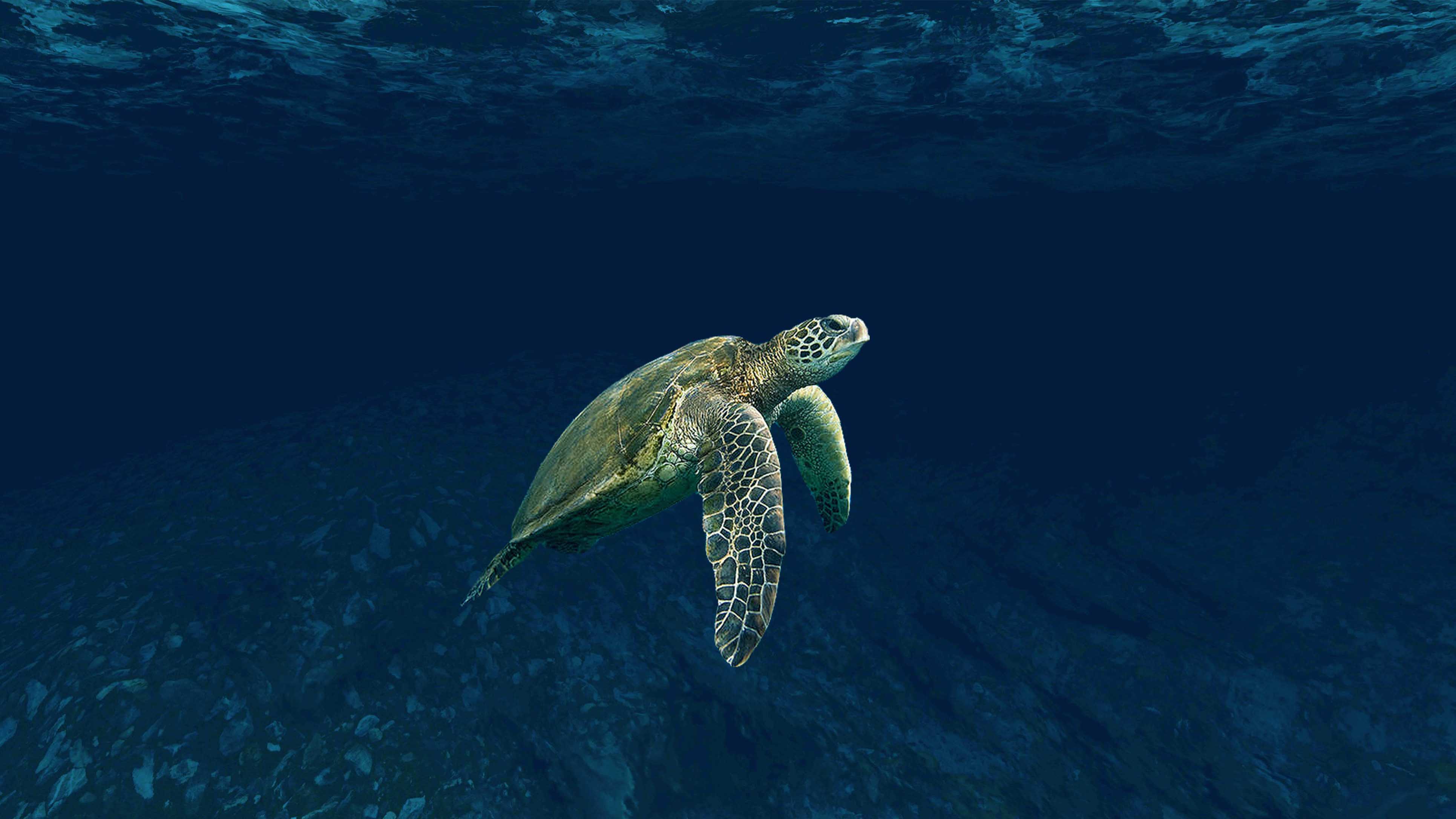 Photo of a large turtle swimming in navy blue waters