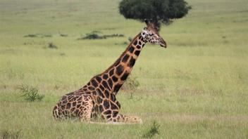 photo of a giraffe sitting down in a field of grass