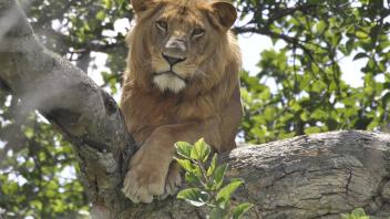 image of a lion sitting in a tree