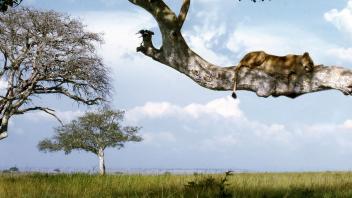 image of a lion sitting in a tree