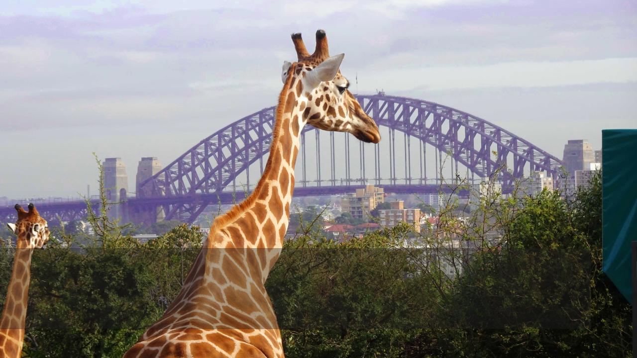 Photo of a giraffe with an iconic bridge in Sydney, Australia in the background.