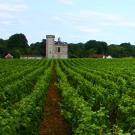 UC Davis Study Abroad, Summer Abroad France, Introduction to Winemaking Program, Header Image, Overview Page
