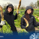 Two students wearing jackets with the hoods up smile as they hold up root vegetables they are harvesting on the green farm land around them.