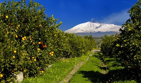 Orchard with orange trees and a snow-capped mountain in the background.
