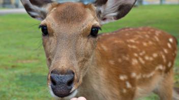 UC Davis Study Abroad, Summer Abroad Japan_Life Program, Photo Album, Image 8