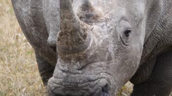 UC Davis Study Abroad, Summer Abroad South Africa Program, Photo Album, Image 1