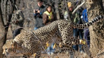 UC Davis Study Abroad, Summer Abroad South Africa Program, Photo Album, Image 6