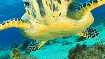 UC Davis Study Abroad, Internship Abroad Hawaii Program, Photo Album, Image 3