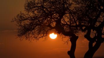 UC Davis Study Abroad, Summer Abroad South Africa Program, Photo Album, Image 5
