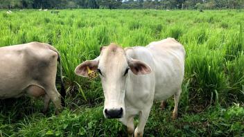 UC Davis Study Abroad, Summer Internship Costa Rica Program, Photo Album, Image 2