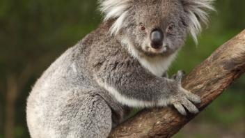 UC Davis Study Abroad, Summer Internship Australia Program, Photo Album, Image 4