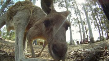 UC Davis Study Abroad, Summer Internship Australia Program, Photo Album, Image 10