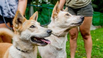 UC Davis Study Abroad, Internship Abroad Thailand Veterinary Medicine Program, Photo Album, Image 5