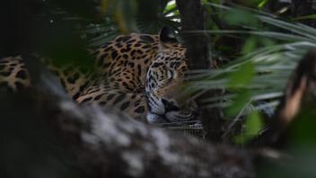 UC Davis Study Abroad, Summer Internships Abroad Belize Program, Photo Album, Image 4