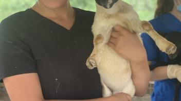 student holding a baby lamb