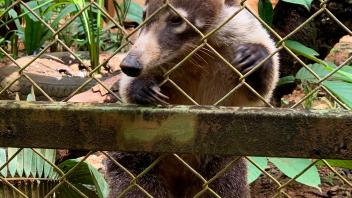 photo of an animal behind a fence