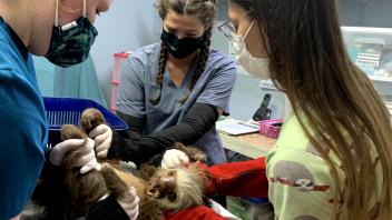 photo of vet students operating on an animal