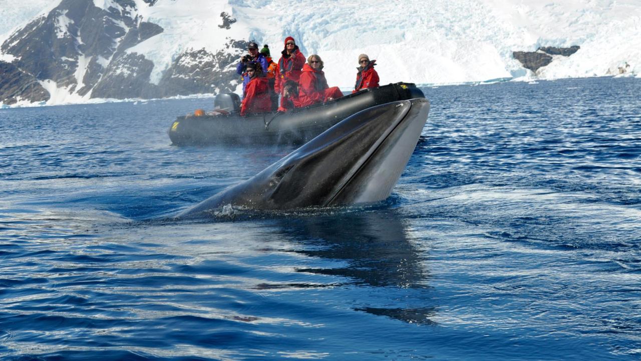 Whale surfacing in front of a Zodiac // UC Davis Seminars Abroad Antarctica Header Image, Article