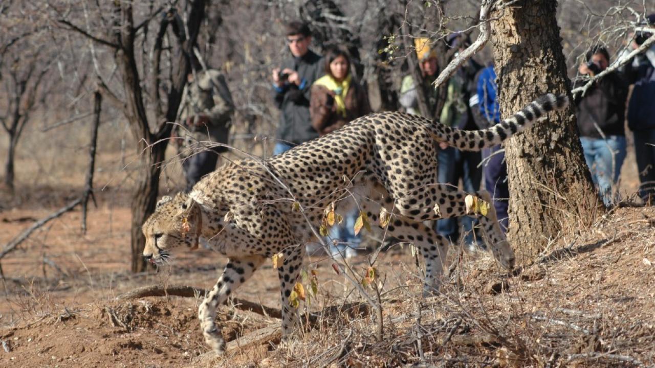 UC Davis Summer Abroad South Africa, "City to Safari" Blog Post, Header Image