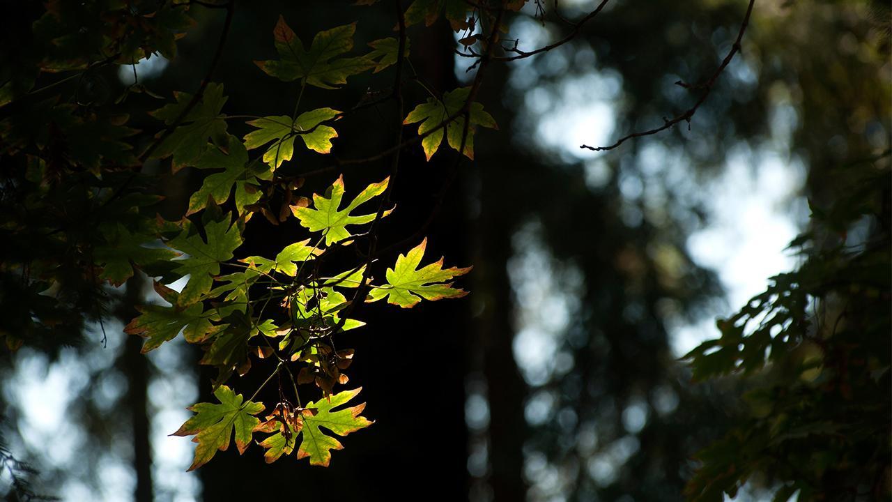Image of trees on campus