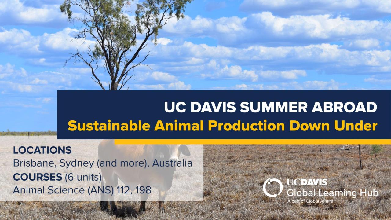 Graphic with text "UC Davis Summer Abroad Sustainable Animal Production in Australia"