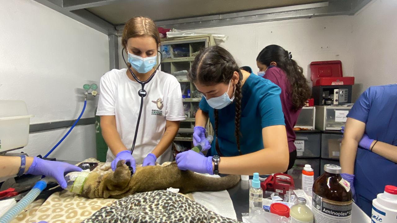 Two veterinary students, wearing gloves and surgical masks, carefully administer medical care to an animal lying on a treatment table in a clinical setting. One student, in a white shirt with a 'Rescue Center' logo, uses a stethoscope, while the other student, in a blue-green scrub top, holds a syringe. The animal's leg is bandaged and attached to an IV. The background shows medical equipment and supplies.