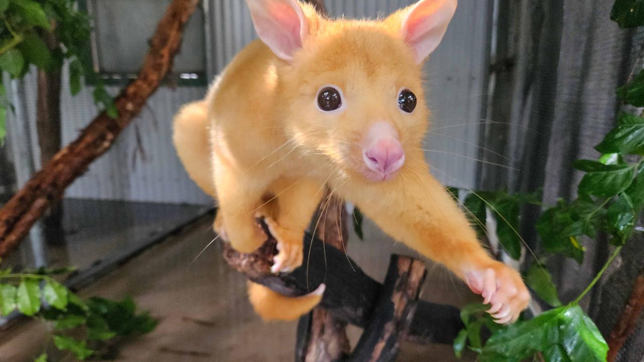 A bright yellow possum, with large round eyes and pink nose, clings to a branch in an indoor enclosure. The possum’s extended front paw reaches out toward the camera, giving an up-close perspective of its face and inquisitive expression. The background features leafy branches and metal walls.