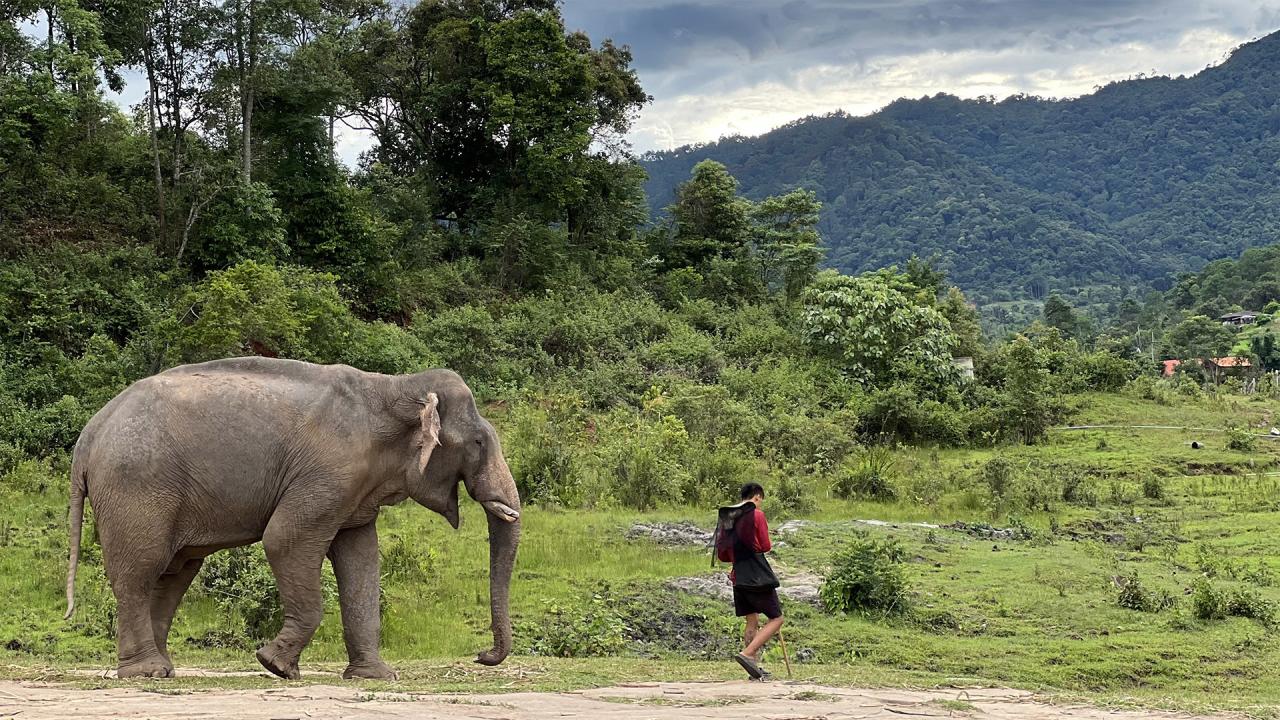 Photo of a student walking alongside an elephant