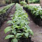 Header Image, Study Abroad in International Agricultural Development