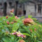 Header Image, Study Abroad in Plant Biology