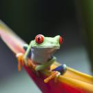 Study Abroad in Cell Biology, Header Image