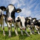 Study Abroad in Animal Science, Header Image