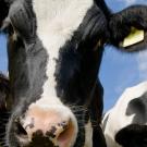 Header Image, Study Abroad in Animal Science and Management