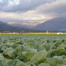 UC Davis Study Abroad, Summer Internship Abroad USA, Immigrant and Refugee Health California Program, Header Image