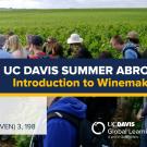 UC Davis Summer Abroad (Introduction to Winemaking)