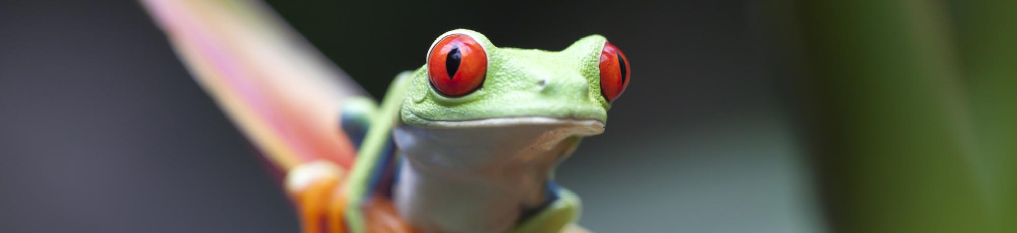 UC Davis Summer Internship Costa Rica, Photo Album, Header