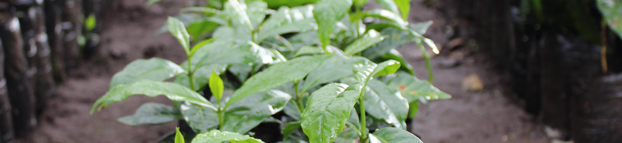 Header Image, Study Abroad in International Agricultural Development