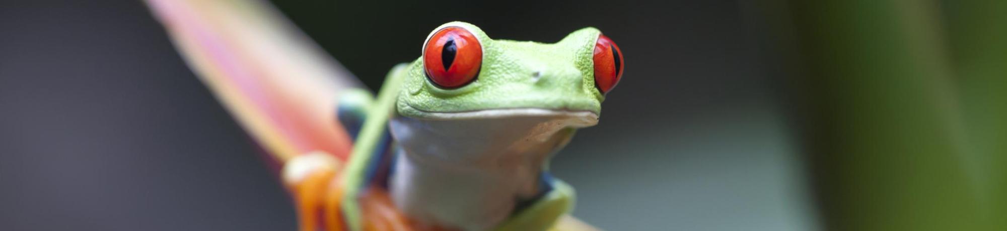Study Abroad in Cell Biology, Header Image