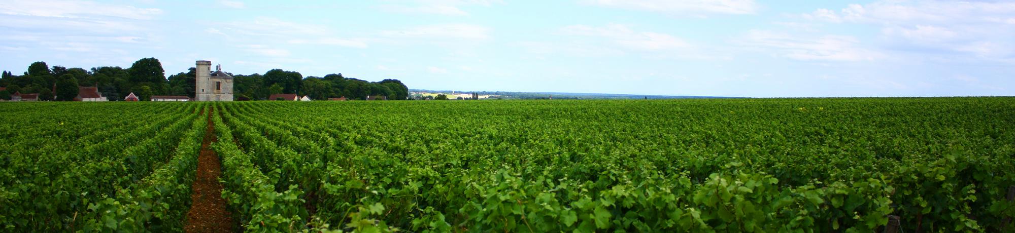 UC Davis Study Abroad, Summer Abroad France, Introduction to Winemaking Program, Header Image, Overview Page