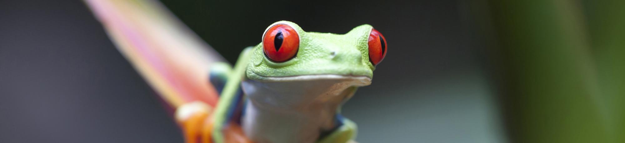 UC Davis Study Abroad, Summer Internship Abroad Costa Rica, Ag Science & Sustainability Program, Header Image, Courses Page