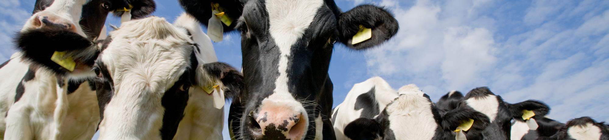 Header Image, Study Abroad in Animal Science and Management
