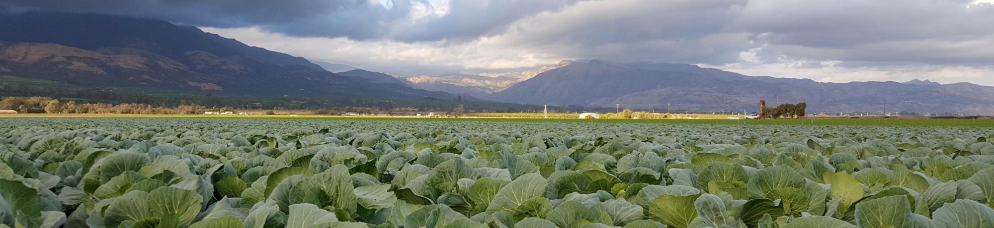 UC Davis Study Abroad, Summer Internship Abroad USA, Immigrant and Refugee Health California Program, Header Image