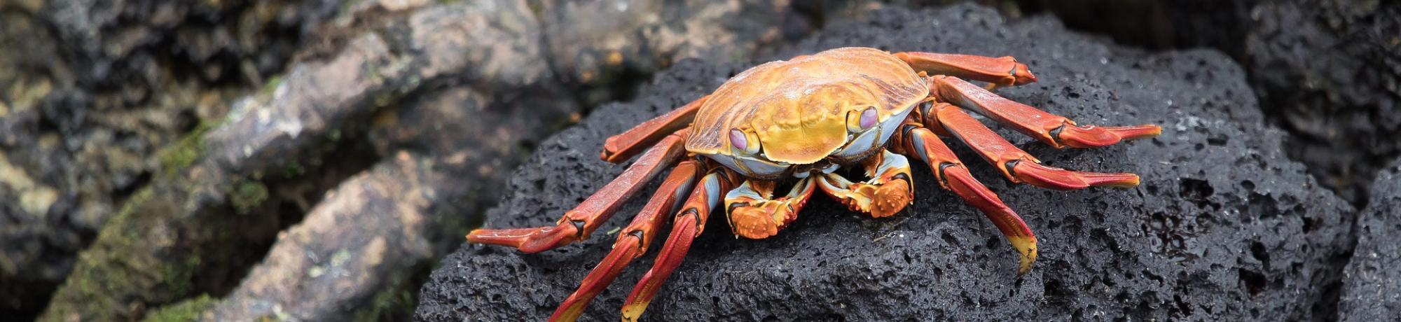 UC Davis Study Abroad, Summer Internships Abroad Ecuador, Marine Research Program, Header Image