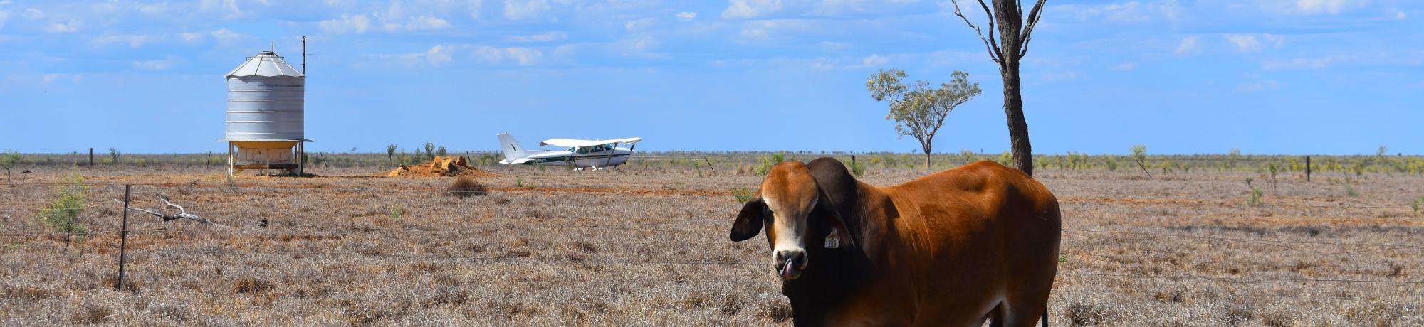 Photo of a cow with a water tower in the background