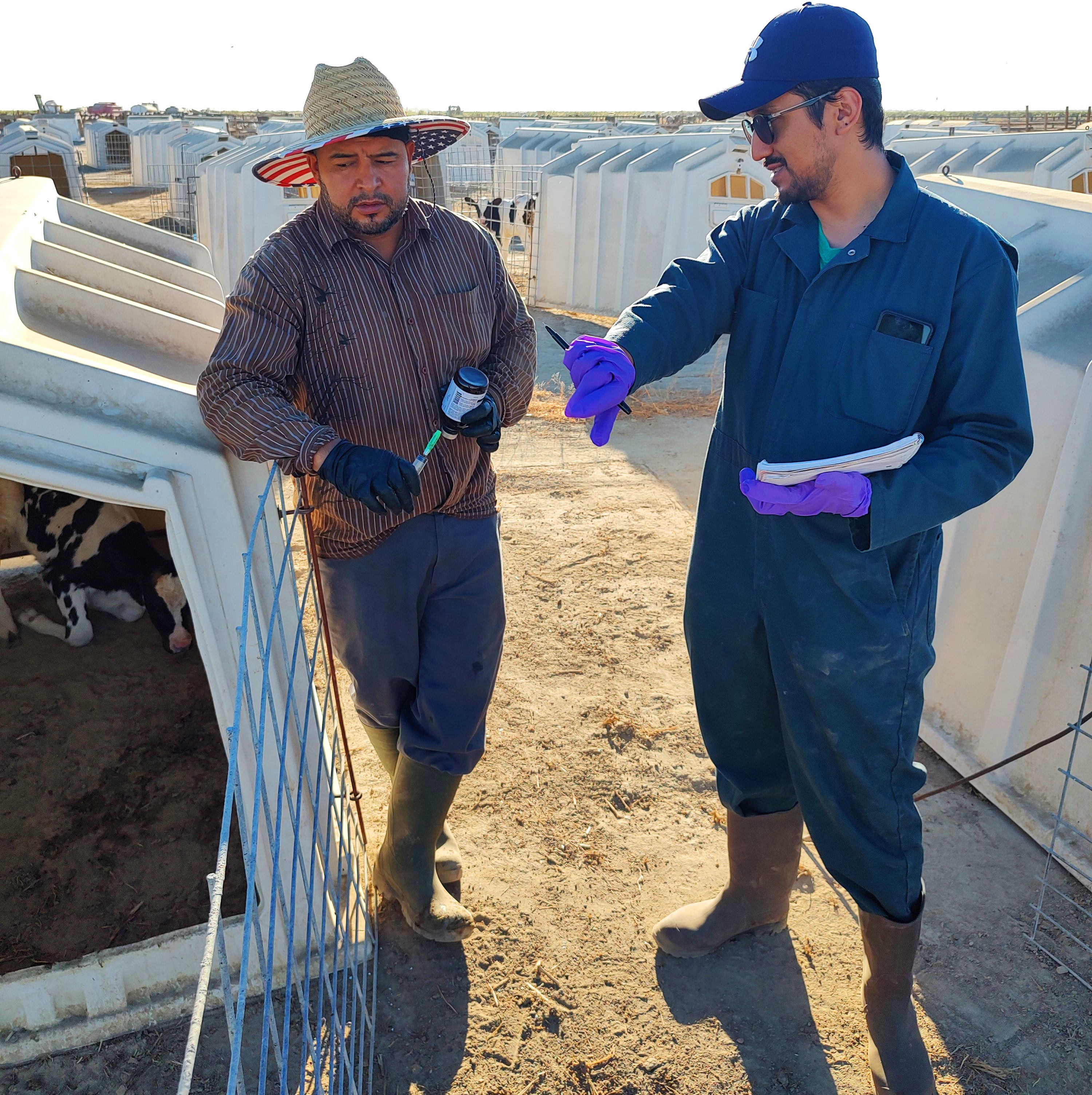 The image shows two men engaged in conversation on a farm. The man on the left is wearing a striped button-up shirt, a distinctive hat with a wide brim, and rubber boots. He is holding a syringe and a small container. The man on the right is dressed in a blue coverall, wearing a cap, sunglasses, and rubber gloves. He is pointing at something, holding a small notebook in his other hand. They are standing next to a series of white calf hutches, which have small fencing around their entrances.