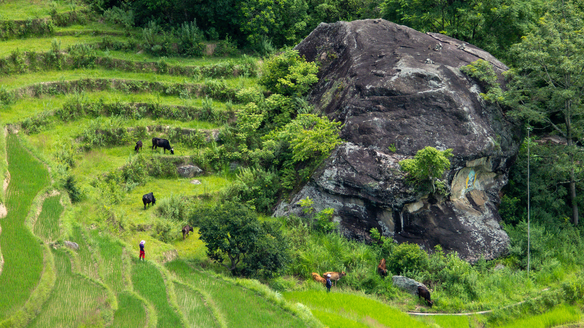 Photo of green rolling hills in Bhutan.