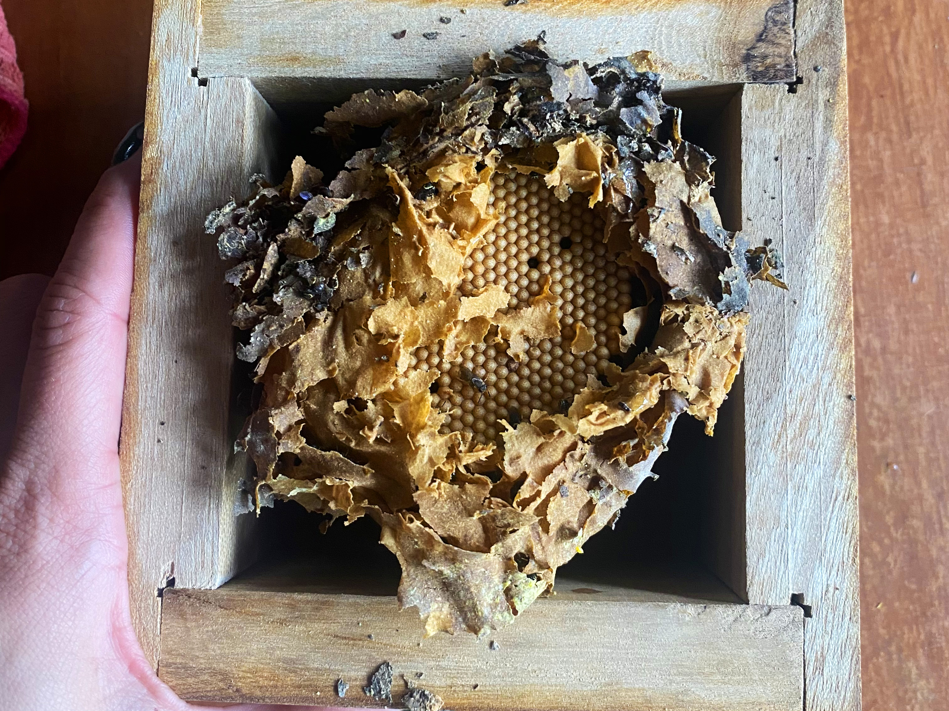 A hand cradles a wooden box containing a bee hive.